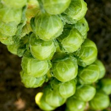 Brussel Sprout Cryptus F1 1x