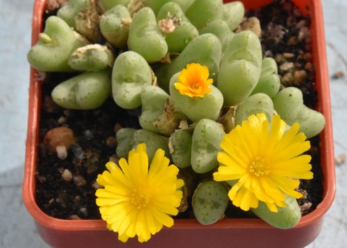Conophytum tantillum ssp