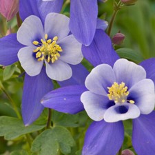 Aquilegia caerulea Dragonfly 1