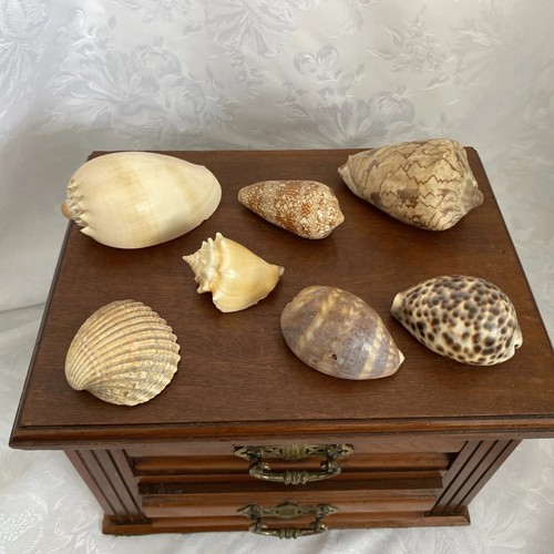 Mixed lot shells tiger - shells,,
