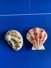 Seashell - Decatopecten plica 30 x 28mm, Haliotis 30mm