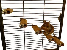 Degu steps refills no - refills, (no