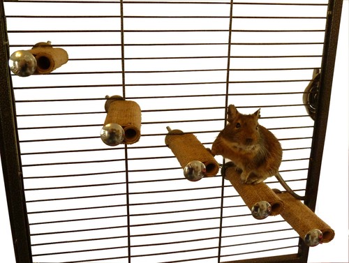 Totally degu steps small - totally,