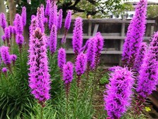 10x Liatris Spicata Violet