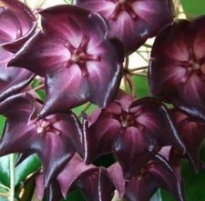 Hoya Macgillivrayi Fresh Cutting Plant Rare Indoor House Plant