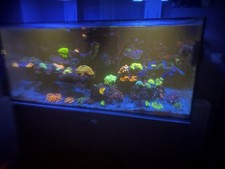 Red Sea Reefer 350 Tank, full