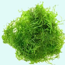 Buy 2 get 1 free Java Moss