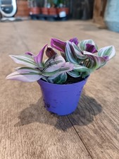 Tradescantia Nanouk | 8CM Pot