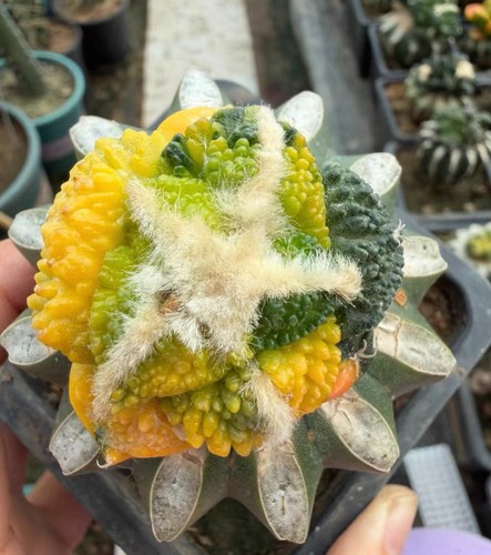 4cm rare live - 4cm,