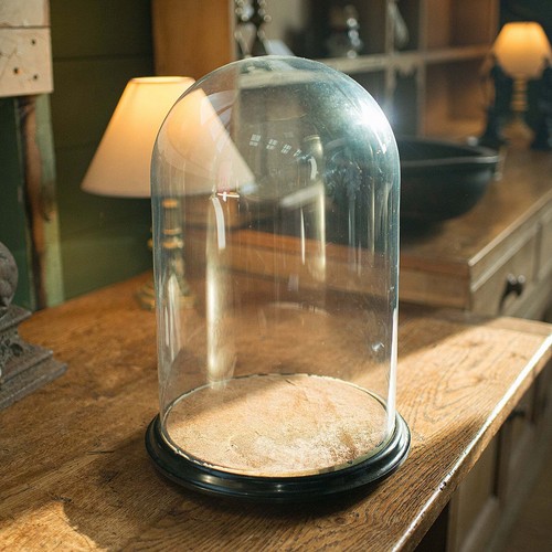 Large antique taxidermy dome - antique,