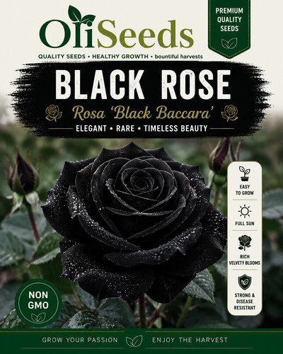 Black rose seeds - black, dark