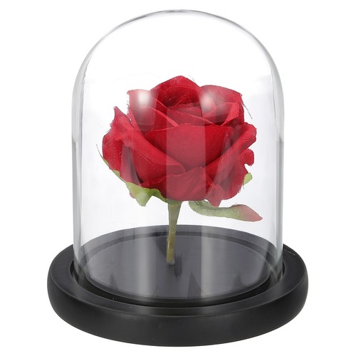 Glass cloche display dome - cloche,