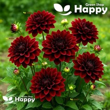 DAHLIA DWARF SEEDS - BLOODY MARY -  60 SEEDS  -  Dahlia pinnata DWARF DARK RED