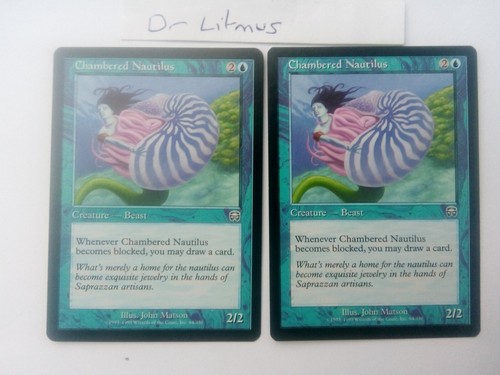 Chambered nautilus - chambered,