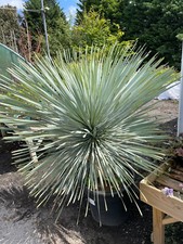 Yucca rostrata 5 Litre Evergreen Architectural Shub/Tree