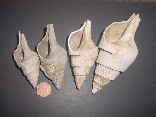 Classic eocene clavilithes - 4,