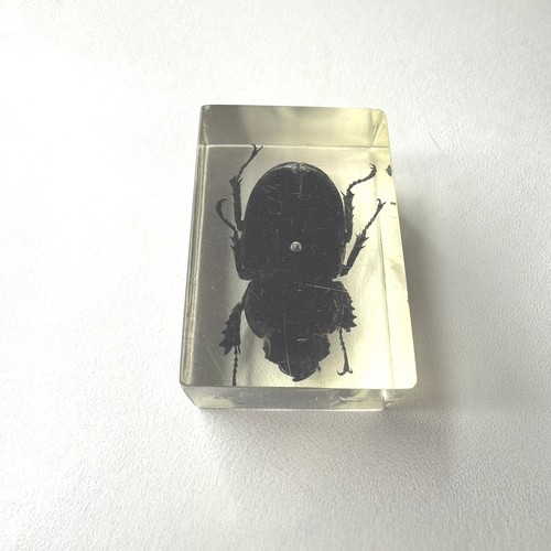 Insect specimen encased - encased, in