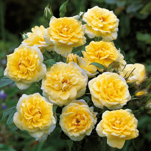 Summertime pastel yellow - summertime,