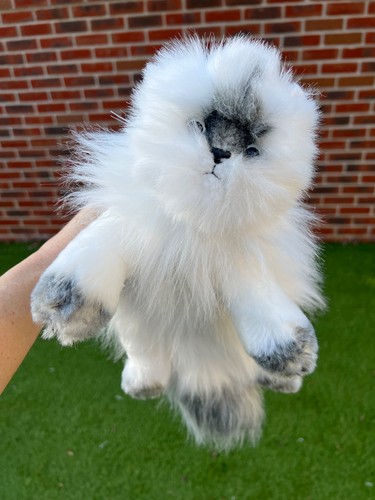 Classic angelhimalayan cat - angelhimalayan,
