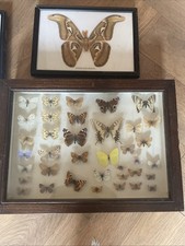 Butterfly Entomology taxidermy Collection Varying Ages And Species.