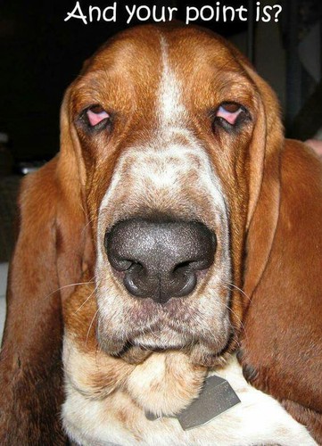 Funny basset hound - funny,
