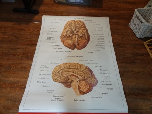 Human anatomy medical - anatomy,