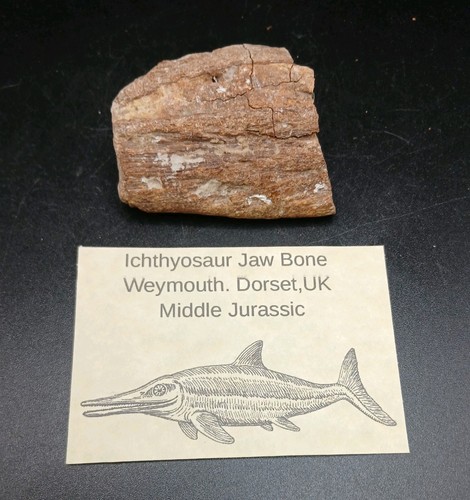 Fossil ichthyosaur jaw - fossil,
