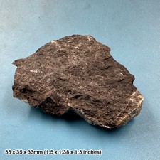 Triceratops Dinosaur Fossil