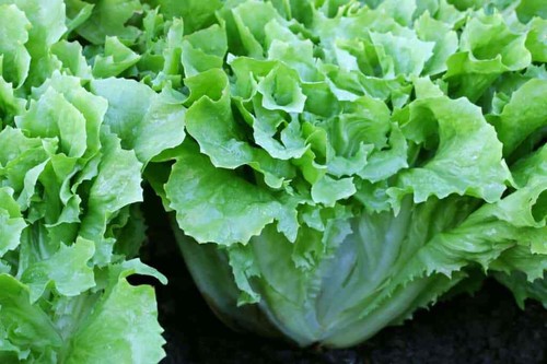 Endive romanesca plug - 6x,