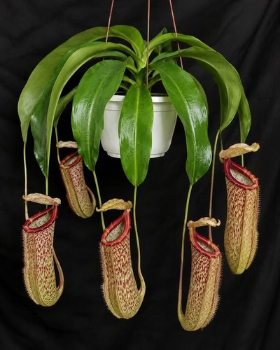 Nepenthes miranda starter - nepenthes,