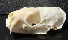 Genuine Mink Skull – Real