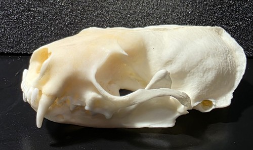 Genuine mink skull real - genuine,