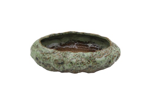 Organic shallow succulent - organic,