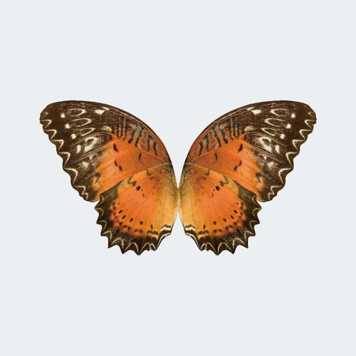 Model bionic butterfly - model,