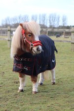 Rhinegold Mini Thor 350g Heavyweight Winter Turnout Horse Rug | 3'6" - 4'3"