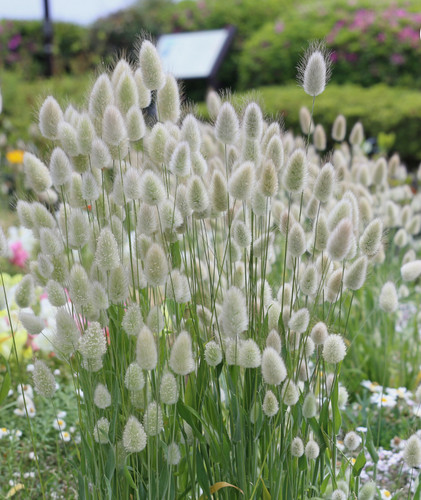 Bunny tail grass lagurus - x, (lagurus