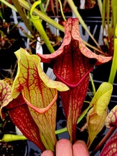 Sarracenia Asbo x Purpurea Burkii (carnivorous plant)