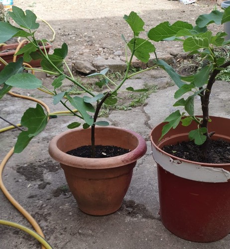 Healthy and fruiting fig tree - healthy,