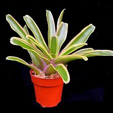 Neoregelia Fire Ball variegated bromeliad houseplant or terrarium plant unrooted