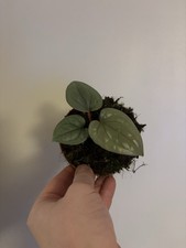 Anthurium Luxarians - 10.5 Cm