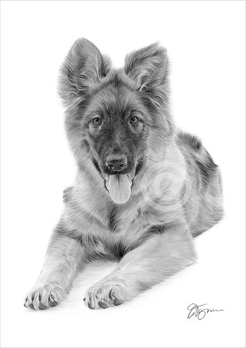 German shepherd puppy dog - shepherd,