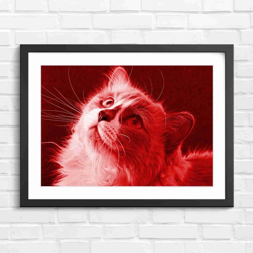 Fluffy ragdoll kitten - fluffy,