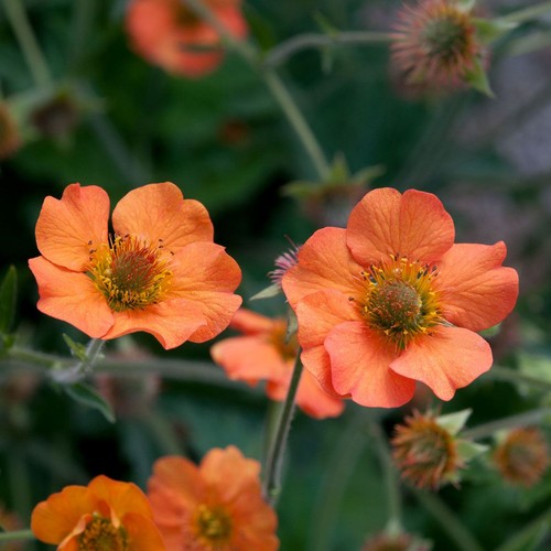 Geum totally tangerine - geum,