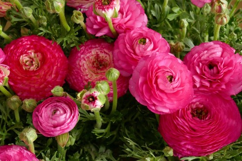 100x ranunculus pink summer - pink,