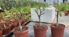 1pcs Bursera copallifera