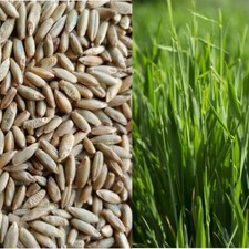 Annual Rye Grass 10 lbs Grass