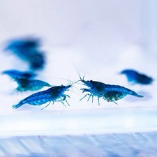 Blue dream shrimp fresh - 15,