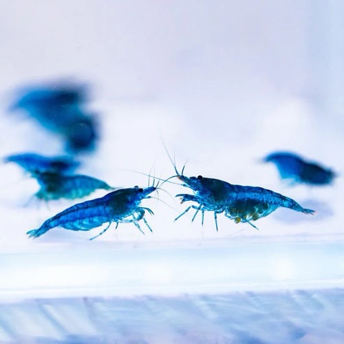 Blue dream shrimp fresh - dream,
