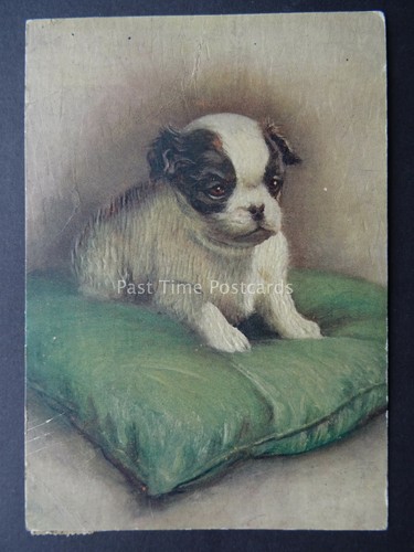 Japanese spaniel puppy dog - puppy, on
