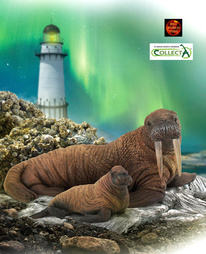 Walrus and calf pair - calf,